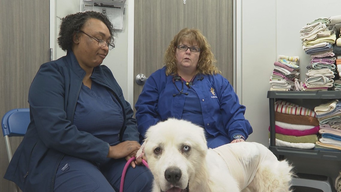 Dog that fought 11 coyotes, killing 8 to save sheep herd is in the running for "Farm Dog of The