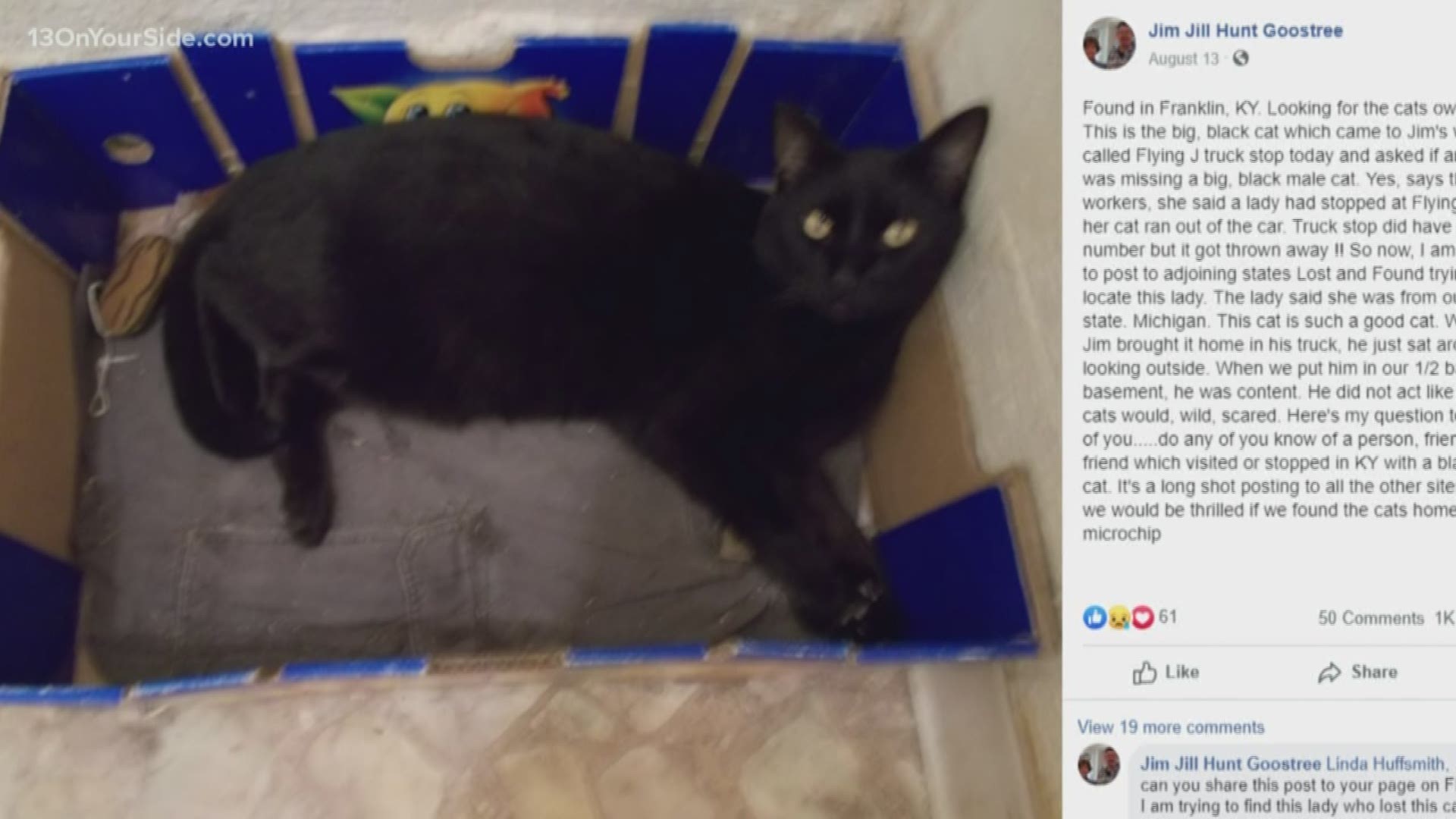 missing black cat