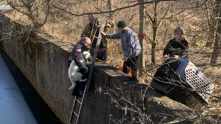 Michigan firefighters rescue dog who was trapped on ice