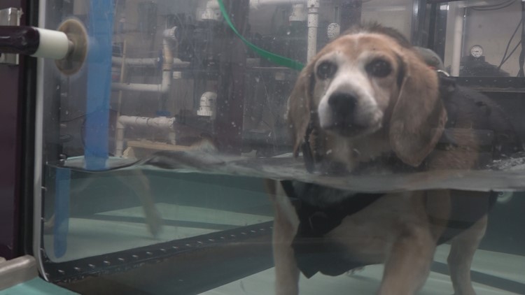 Muskegon beagle who was 96 pounds sheds 20 since adoption
