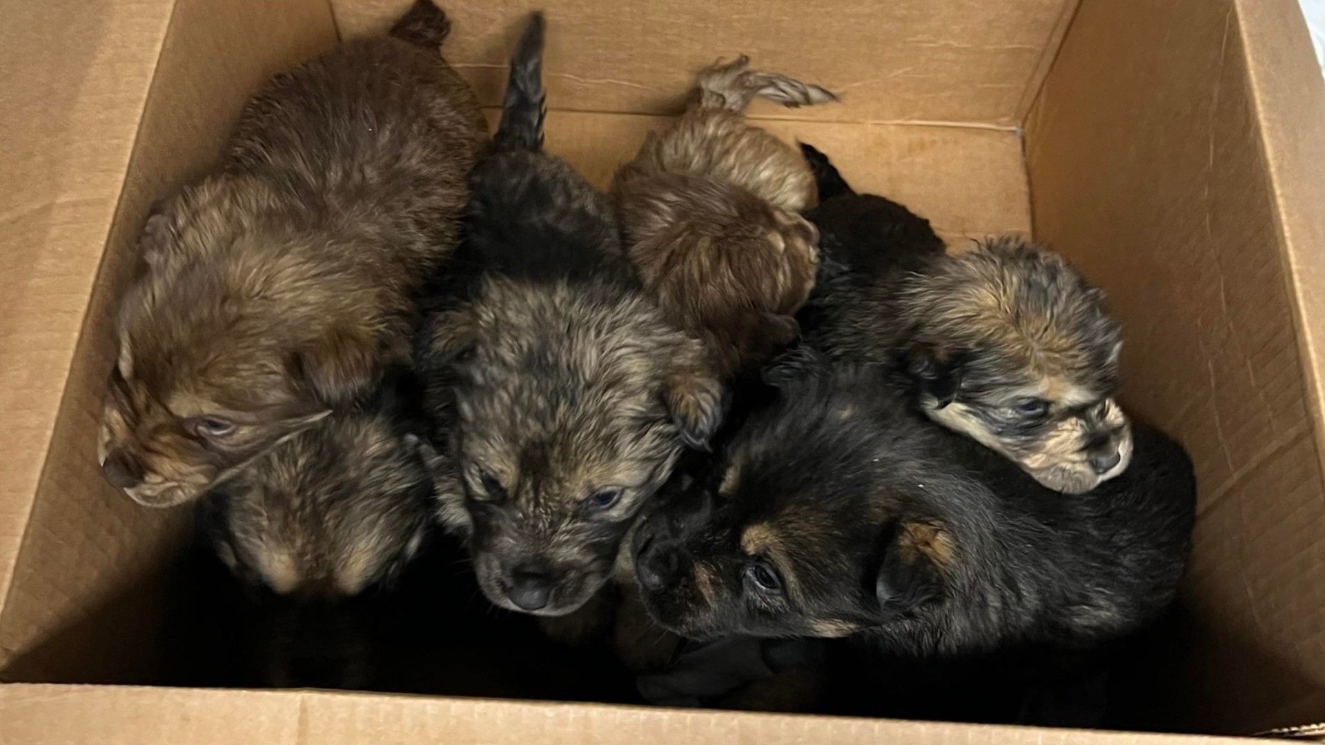 During strong wind and sheets of rain on Saturday night, a witness spotted a cardboard box of puppies sitting on the side of a busy Ottawa County road.