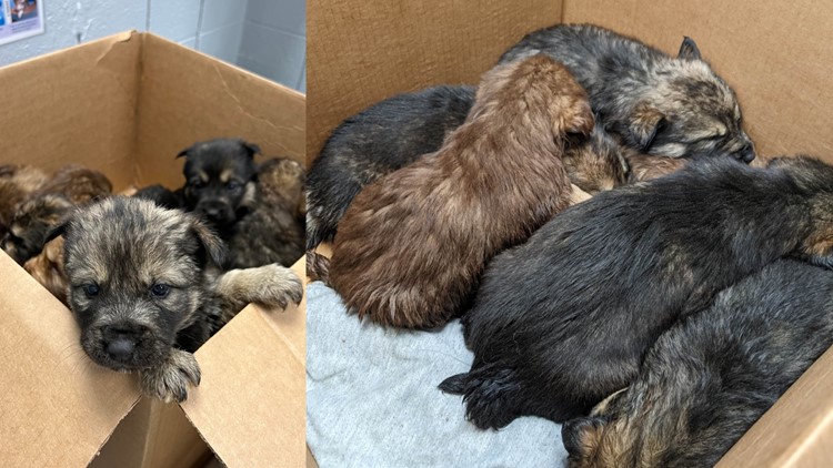 Box of puppies found on the side of road in Michigan during storm