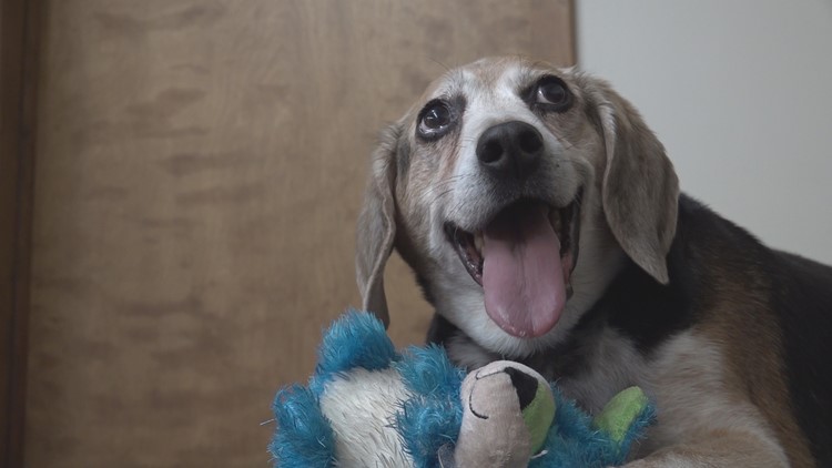 'It was life changing for him': Rescued beagle sheds 40 pounds since adoption