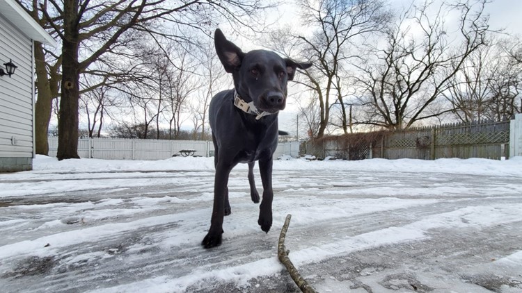How to keep your pets safe in winter weather